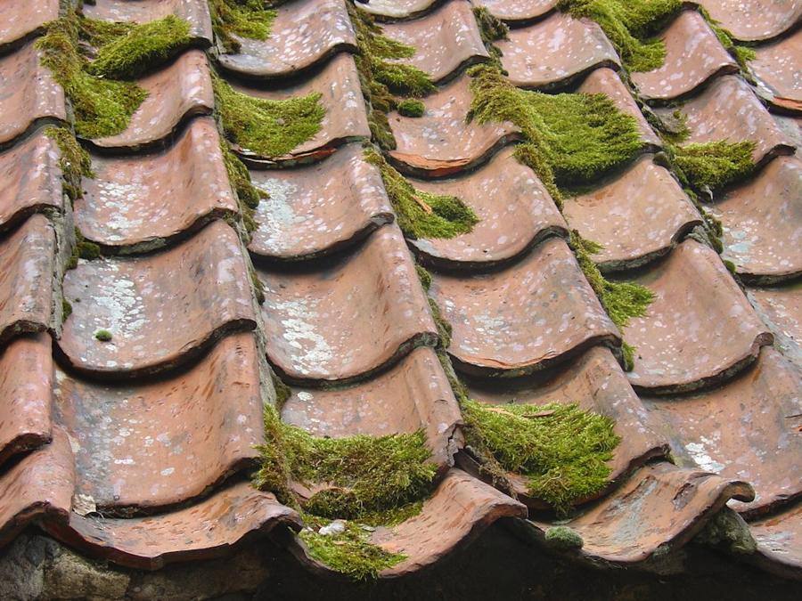 Moss growing between clay roof tiles